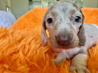 Lola, a female Miniature Dachshund for sale in Saint Cloud, FL – Photo 10 of 10