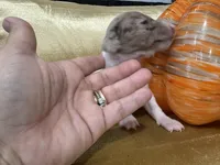 Princess, a female Miniature Dachshund for sale in Saint Cloud, FL – Photo 4 of 4