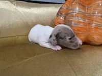 Princess, a female Miniature Dachshund for sale in Saint Cloud, FL – Photo 2 of 4