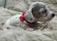 Pearl 🤍 🐶🤎🖤🤎, a female Miniature Dachshund for sale in Saint Cloud, FL – Photo 5 of 10