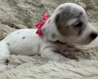 Pearl 🤍 🐶🤎🖤🤎, a female Miniature Dachshund for sale in Saint Cloud, FL – Photo 4 of 10