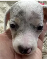 Pearl 🤍 🐶🤎🖤🤎, a female Miniature Dachshund for sale in Saint Cloud, FL – Photo 6 of 10