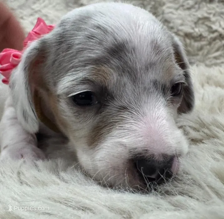 Pearl 🤍 🐶🤎🖤🤎 – Miniature Dachshund puppy for sale in Saint Cloud, FL