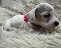 Pearl 🤍 🐶🤎🖤🤎, a female Miniature Dachshund for sale in Saint Cloud, FL – Photo 10 of 10