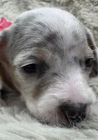 Pearl 🤍 🐶🤎🖤🤎, a female Miniature Dachshund for sale in Saint Cloud, FL – Photo 8 of 10