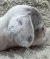 Pearl 🤍 🐶🤎🖤🤎, a female Miniature Dachshund for sale in Saint Cloud, FL – Photo 7 of 10