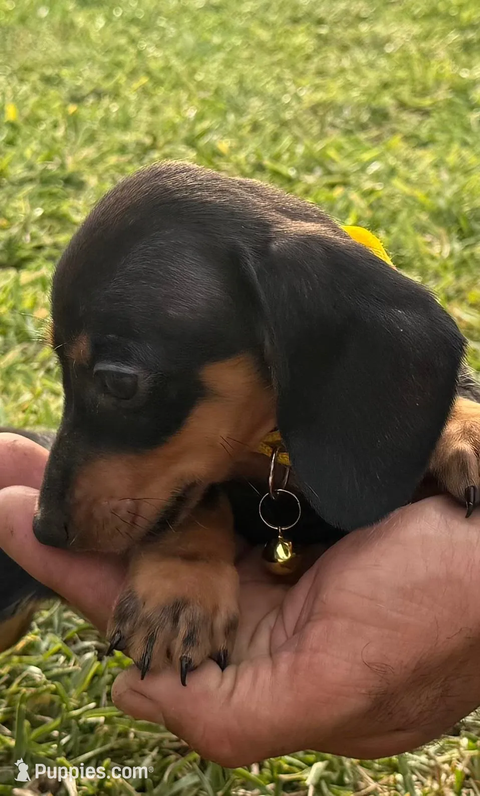 Theo🐶🤎🖤🤎, a male Miniature Dachshund for sale in Saint Cloud, FL – 2 of 10