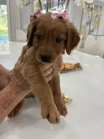 Princess, a female Golden Retriever for sale in Saint Cloud, FL – Photo 4 of 4