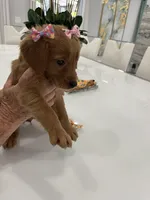 Princess, a female Golden Retriever for sale in Saint Cloud, FL – Photo 2 of 4