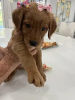 Princess, a female Golden Retriever for sale in Saint Cloud, FL – Photo 3 of 4