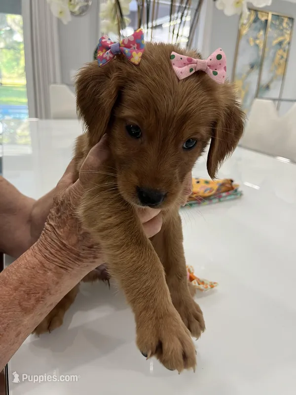 Princess, a female Golden Retriever for sale in Saint Cloud, FL – Photo 1 of 4