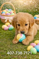 Leo, a male Golden Retriever for sale in Saint Cloud, FL – Photo 1 of 2