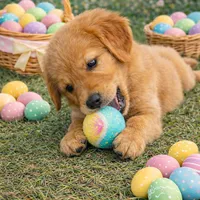 Leo, a male Golden Retriever for sale in Saint Cloud, FL – Photo 2 of 2