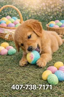 Leo, a male Golden Retriever for sale in Saint Cloud, FL – Photo 2 of 2