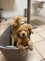 Lucas , a male Golden Retriever for sale in Saint Cloud, FL – Photo 1 of 3