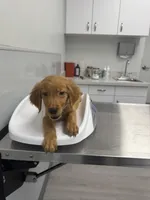 Lucas , a male Golden Retriever for sale in Saint Cloud, FL – Photo 3 of 3