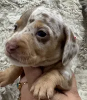 Sweetheart 🤍🤎 🐶🤎🖤🤎, a female Miniature Dachshund for sale in Saint Cloud, FL – Photo 7 of 8