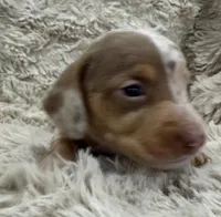 Sweetheart 🤍🤎 🐶🤎🖤🤎, a female Miniature Dachshund for sale in Saint Cloud, FL – Photo 3 of 8