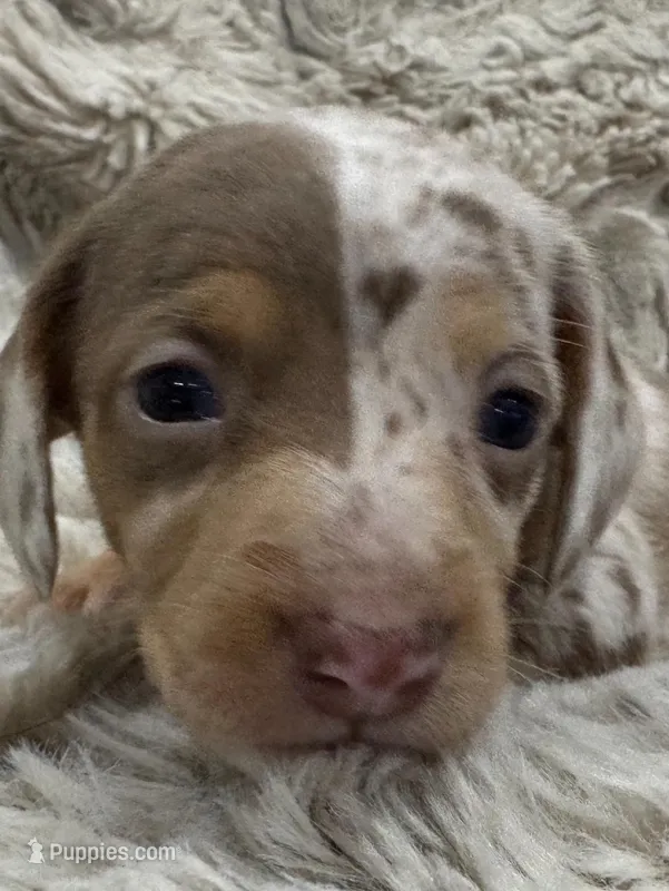 Sweetheart 🤍🤎 🐶🤎🖤🤎 – Miniature Dachshund puppy for sale in Saint Cloud, FL