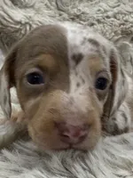 Sweetheart 🤍🤎 🐶🤎🖤🤎, a female Miniature Dachshund for sale in Saint Cloud, FL – Photo 1 of 8