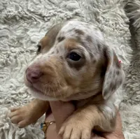 Sweetheart 🤍🤎 🐶🤎🖤🤎, a female Miniature Dachshund for sale in Saint Cloud, FL – Photo 4 of 8