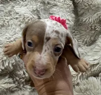 Sweetheart 🤍🤎 🐶🤎🖤🤎, a female Miniature Dachshund for sale in Saint Cloud, FL – Photo 6 of 8