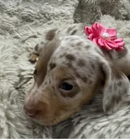 Sweetheart 🤍🤎 🐶🤎🖤🤎, a female Miniature Dachshund for sale in Saint Cloud, FL – Photo 2 of 8