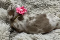 Sweetheart 🤍🤎 🐶🤎🖤🤎, a female Miniature Dachshund for sale in Saint Cloud, FL – Photo 5 of 8