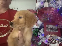 Gold Mel, a female Golden Retriever for sale in Saint Cloud, FL – Photo 1 of 2