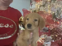 Gold Mel, a female Golden Retriever for sale in Saint Cloud, FL – Photo 2 of 2