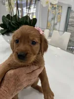 Caramel, a female Golden Retriever for sale in Saint Cloud, FL – Photo 3 of 4