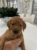 Caramel, a female Golden Retriever for sale in Saint Cloud, FL – Photo 2 of 4