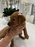 Caramel, a female Golden Retriever for sale in Saint Cloud, FL – Photo 4 of 4