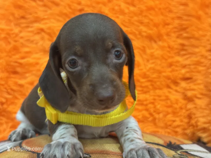 Luna, a female Miniature Dachshund for sale in Saint Cloud, FL – Photo 1 of 3