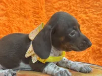 Luna, a female Miniature Dachshund for sale in Saint Cloud, FL – Photo 3 of 3