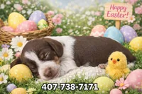 Chocolate , a male Miniature Dachshund for sale in Saint Cloud, FL – Photo 2 of 5