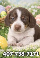 Chocolate , a male Miniature Dachshund for sale in Saint Cloud, FL – Photo 1 of 5