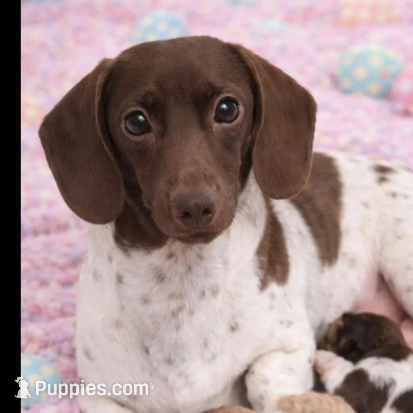 Chocolate , a male Miniature Dachshund for sale in Saint Cloud, FL – Photo 4 of 5