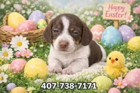 Chocolate , a male Miniature Dachshund for sale in Saint Cloud, FL – Photo 5 of 5