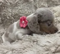 Cloud 🐶🤎🖤🤎, a female Miniature Dachshund for sale in Saint Cloud, FL – Photo 2 of 7
