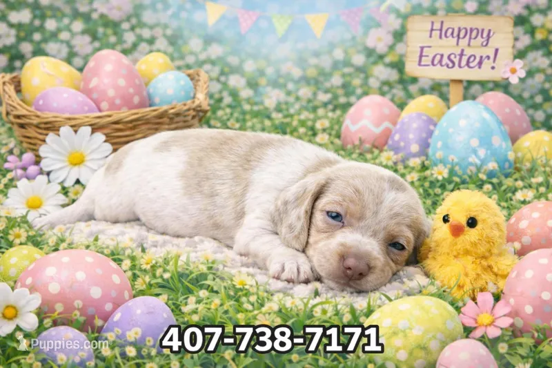 Cloud  – Miniature Dachshund puppy for sale in Saint Cloud, FL