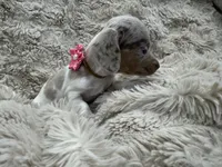 Cloud 🐶🤎🖤🤎, a female Miniature Dachshund for sale in Saint Cloud, FL – Photo 7 of 7
