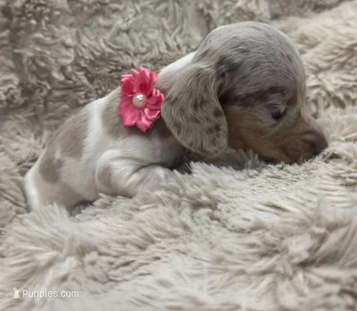 Cloud 🐶🤎🖤🤎 – Miniature Dachshund puppy for sale in Saint Cloud, FL