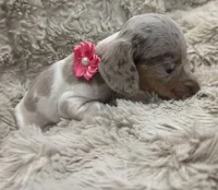 Cloud 🐶🤎🖤🤎, a female Miniature Dachshund for sale in Saint Cloud, FL – Photo 1 of 7