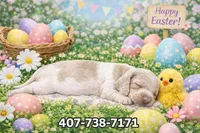 Cloud , a male Miniature Dachshund for sale in Saint Cloud, FL – Photo 3 of 3