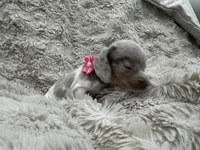 Cloud 🐶🤎🖤🤎, a female Miniature Dachshund for sale in Saint Cloud, FL – Photo 6 of 7