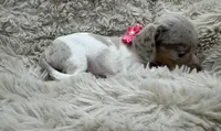Cloud 🐶🤎🖤🤎, a female Miniature Dachshund for sale in Saint Cloud, FL – Photo 4 of 7