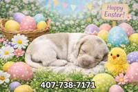 Cloud , a male Miniature Dachshund for sale in Saint Cloud, FL – Photo 2 of 3