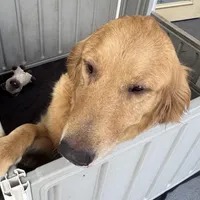 Princess 👸 , a female Golden Retriever for sale in Saint Cloud, FL – Photo 2 of 10