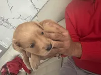 Princess 👸 , a female Golden Retriever for sale in Saint Cloud, FL – Photo 10 of 10